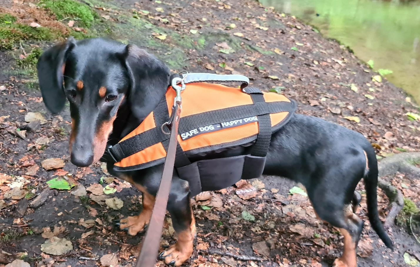 Hundeschwimmhilfe Gr.XL 40-60kg orange