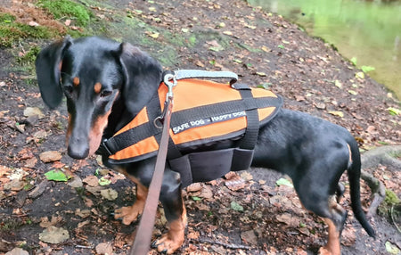 Hundeschwimmhilfe Gr.XL 40-60kg orange