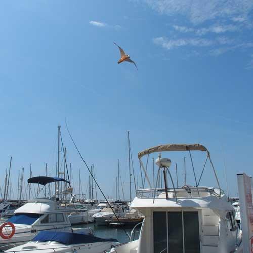 Stopgull Falcon - Vogelabwehr mit Teleskopstange 5m oder 7m