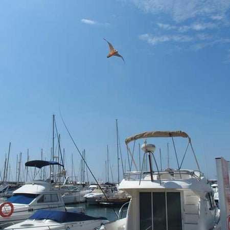 Stopgull Falcon - Vogelabwehr mit Teleskopstange 5m oder 7m